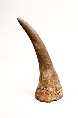 Horn. Used as a weapon.